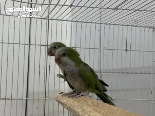 طيور كويكر
