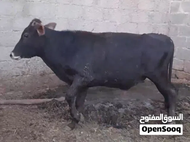 ثور محلي في حي التراث نزوى