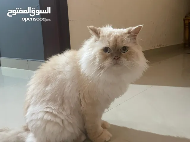 قططين اخوان للتبني بدون مقابل شيرازي مكس two brother persian cats for adoption for no money