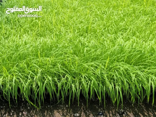 فرصه لمربين الحلال شتلات البونيكام الناعم اسباني F1