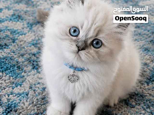 قطط راغدول وهمالايا بيور متدربة ومتعلمة على اللتر بوكس بصحة ممتازة  الدباديب الصغيرة جاهزة لمنزلها