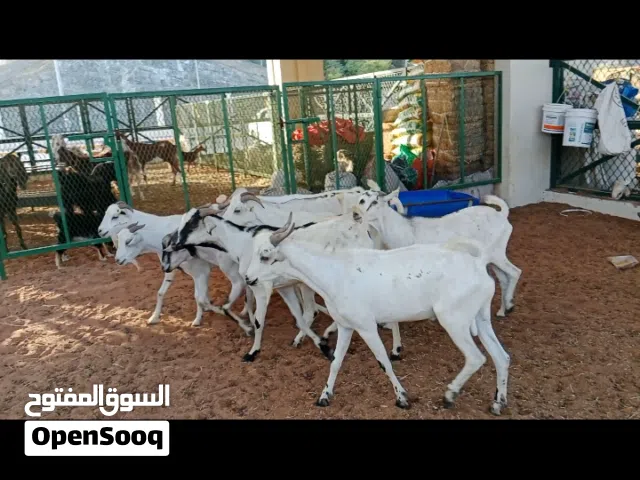 goats for Eid al adhah