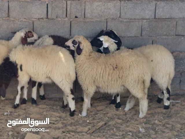 السلام عليكم خمسة فطايم مشاء الله عز ماتكسب عودهم كويس العمر خمسة شهور خالية من جميع العيوب المكان