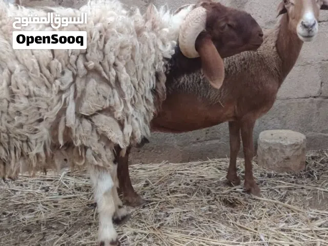 ذكر نعيمي للبيع