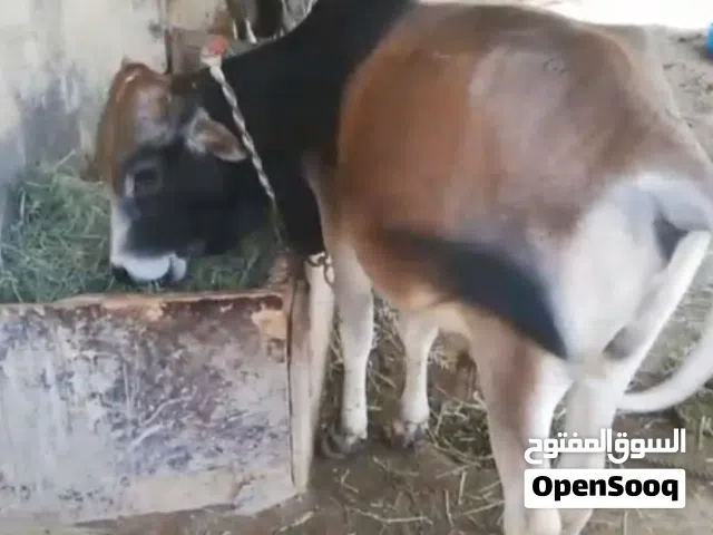 عجل اثيوبي