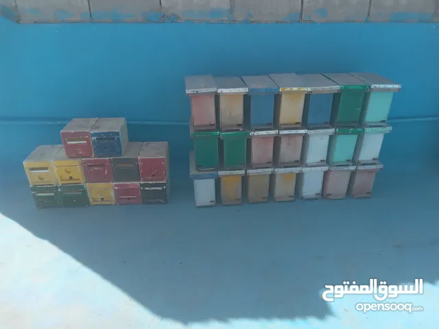 نويات تلقيح ملكات للبيع