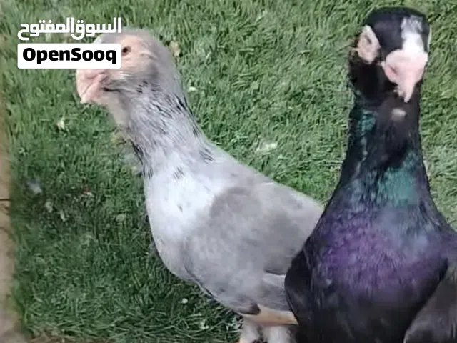 جواز حمام نخب