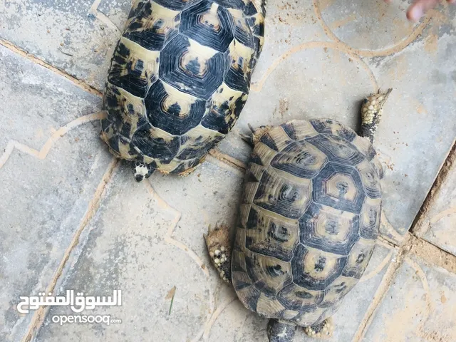 سلحفاء للبيع