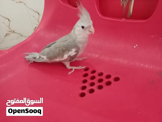 كوكتيل نوعيه وايت سوفت