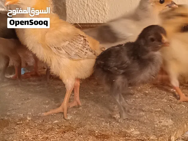 صيصان هجين فرنسي 300 صوص