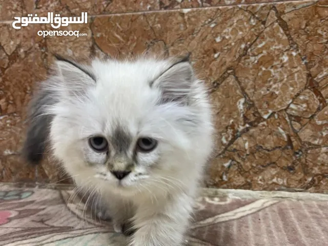 قطه هملايه العوبه
