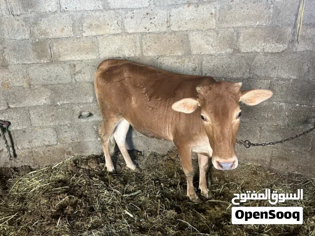 للبيع عجلة
