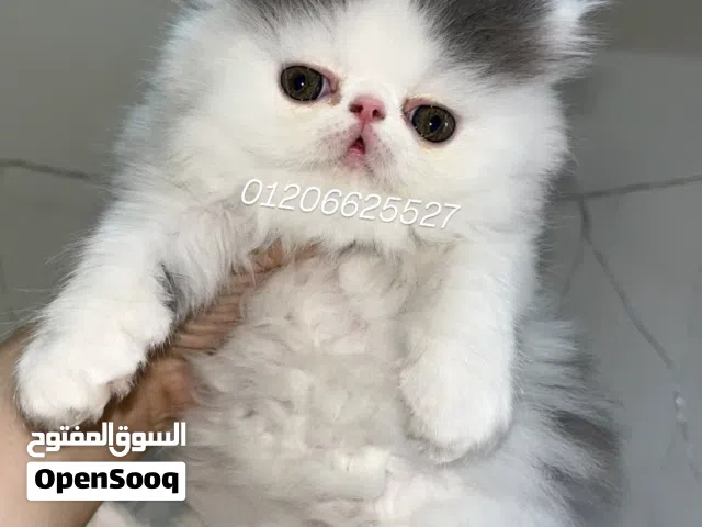 بيرشن فان اطراف قصيره توب عمر 50 يوم