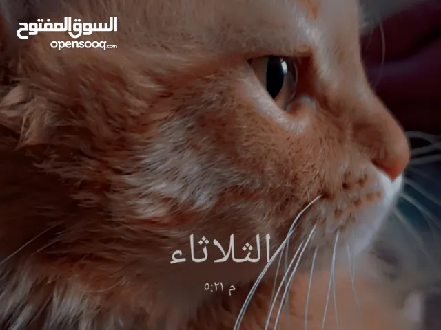 قط شيرازي للتزاوج في صنعاء مجانا..