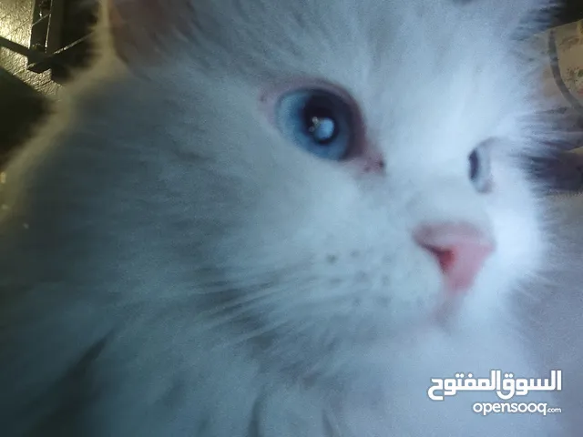 قطة طالبة تزاوج