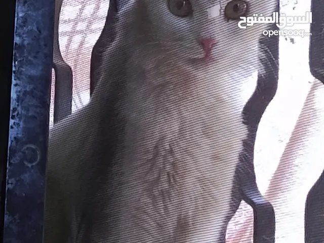 قطة للتبني أليفة