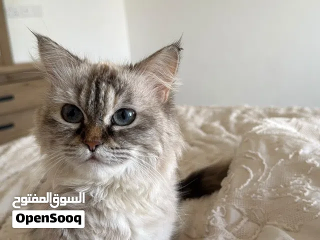 قطة هلايا (للبيع)