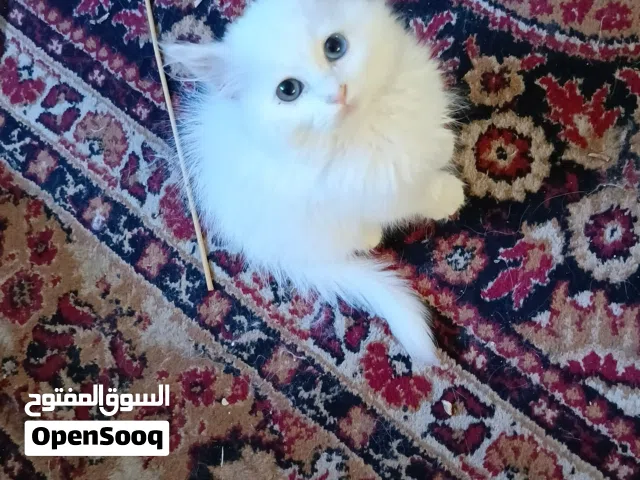 قطط انجورا مكس بيع