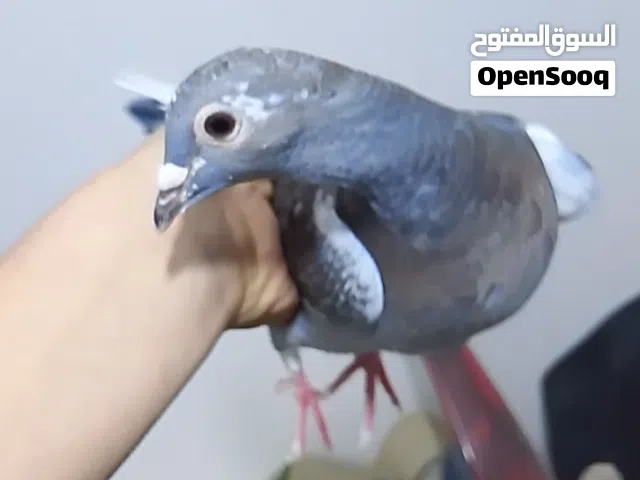 زاجل مخلف للبيع