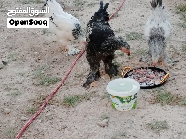 السلام عليكم دجاج برهما للبيع  (الوصف مهم )