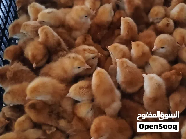 يتوفر بإذن الله غدا دفعة كتكوت الرود الأمريكي سلاله لاقوة الا بالله  العدد حوالي 300 كتكوت البيع جمل