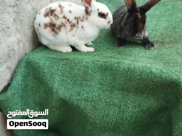 كوبية ركس العمر 3 شهور دراجة أولا