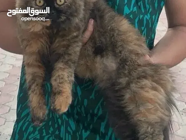 Persian female çat (5 months )