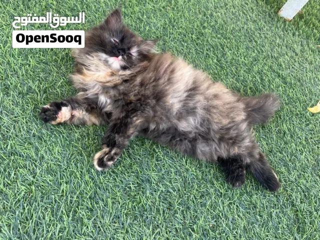 قطع انثى لطيفة