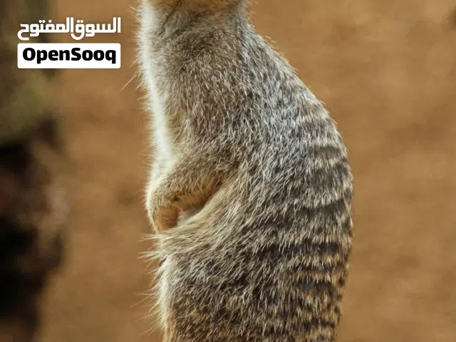 مطلوب ميركات ذكر