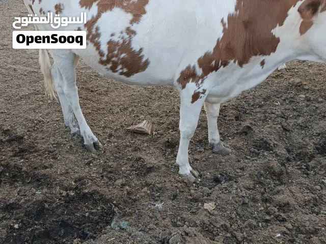 بجره سمنتال جايبه بطن عليها خامس وبجره هولنديه ابو الخصيب
