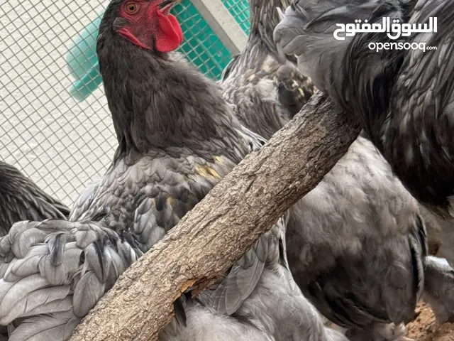 ديجين برهاما لون مميز