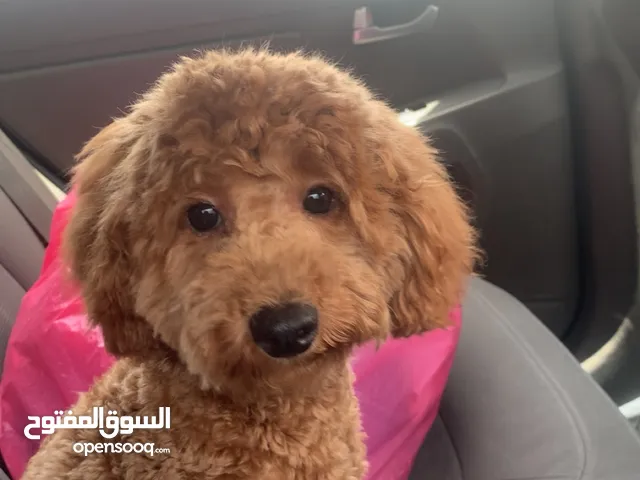 Stella poodle 10 months