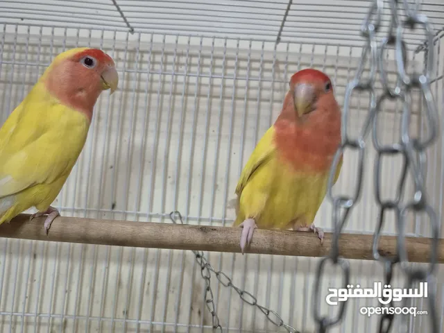 African Lovebird pair with Cage