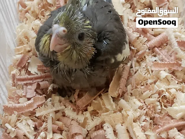 كوكتيل حبشي متعود علي شرنقة