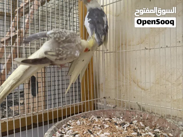 للبيع طيور ازواج منتجه اقل من سعر السوق و مضمونه للإنتاج