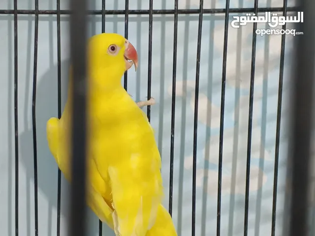 اقراء الوصف