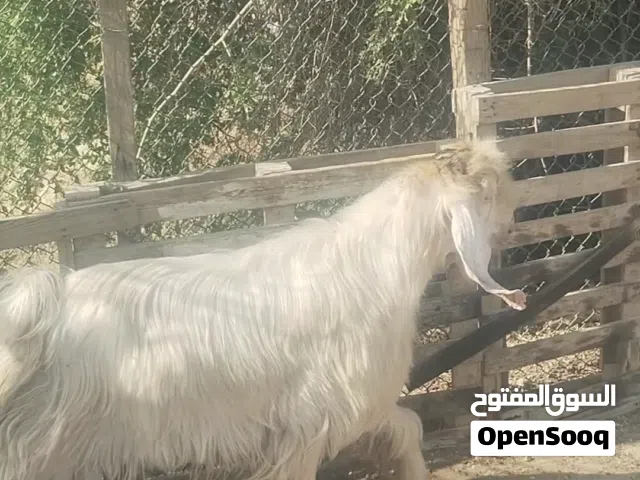 تيس فحل ابيض منتج للبيع