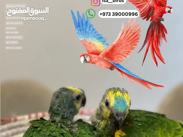 للبيع فروخ امزون