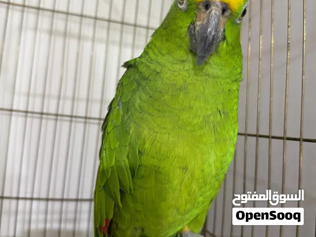 ببغاء امزوني يلو كروان اليف ومتكلم فول مفتوح