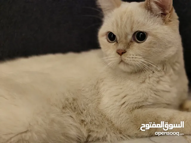 بريتش شورت هير