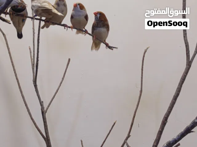 للبيع محمية فناجس