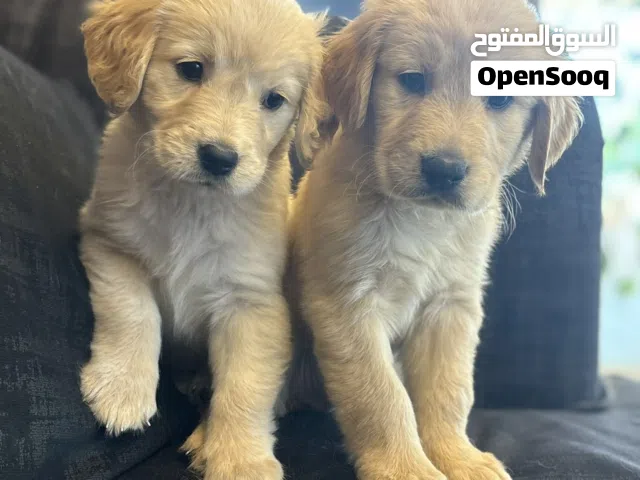 Adorable retrievers puppies