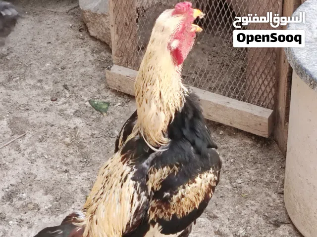 ديك باكستاني للبيع
