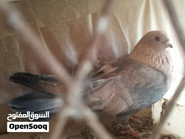 قرقاطي سوفت كفالت شغل واتس اب