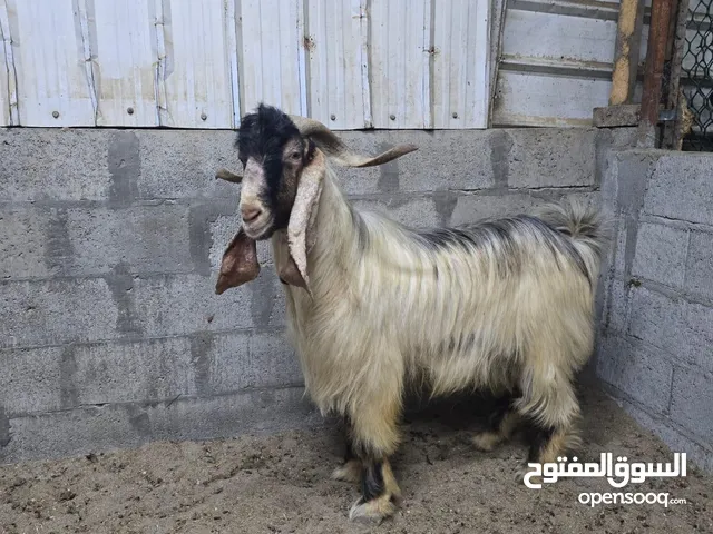 للبيع تيس.