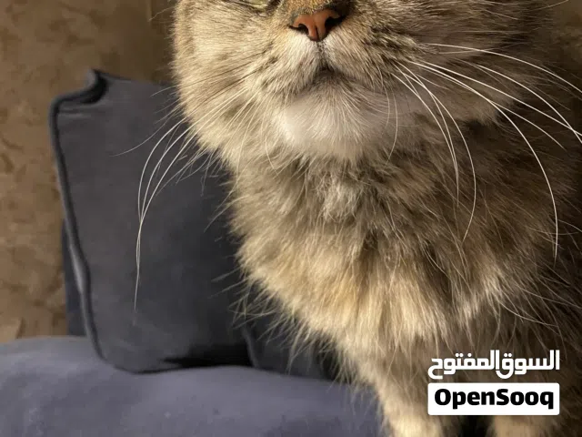 Two cats for adoption together
