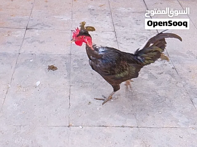 للبيع دجاجات 3 و 1ديج صاحيات بيضات ابيع كاطع من افاشل مكاني بصره التنومه رقمي بلوصف حلال ملقح