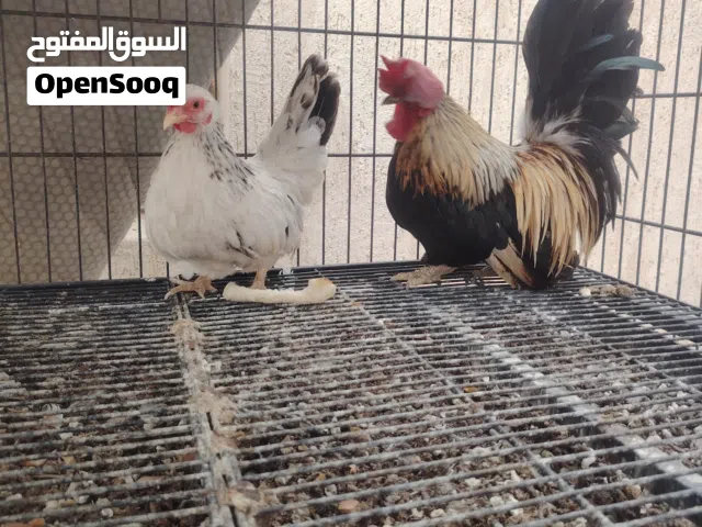 كوبية كينى للبيع