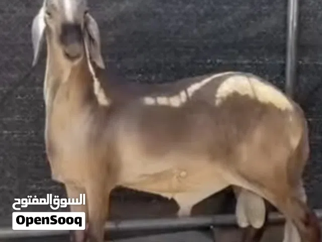 ابحث عن سوداني او نجدي للشرا