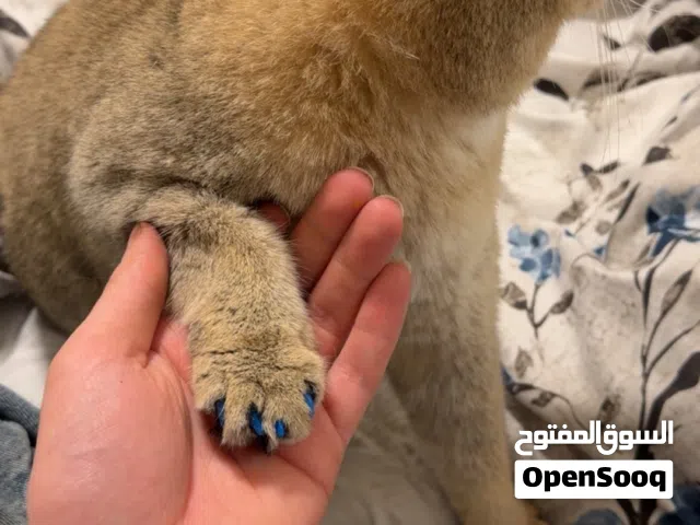 قطه  ذكر نظيف